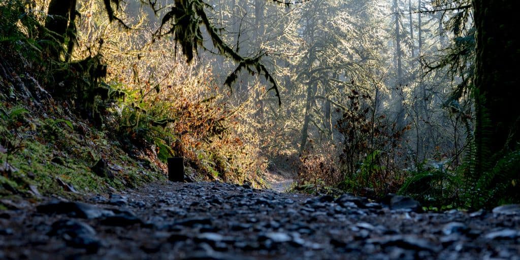 low angle photography of gravel road between green leafed trees