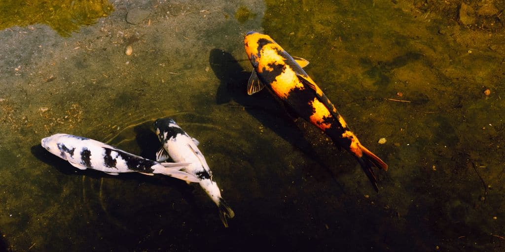 animal on the water
