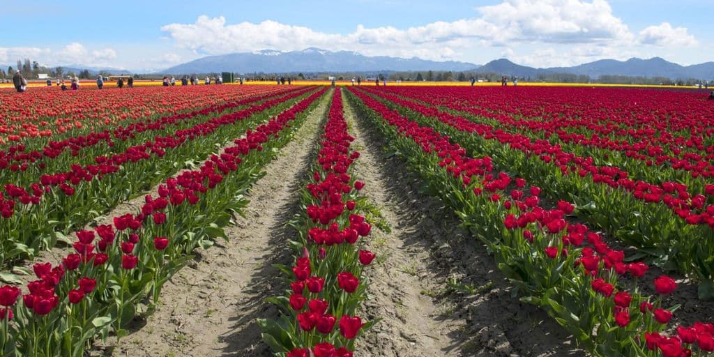 Albany Tulip Festival